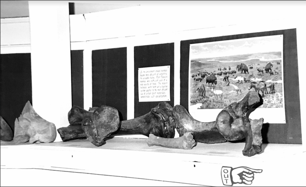 An exhibit of animal bones